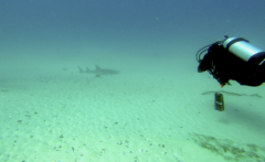 Rhynchobatus australiae