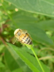 Apis mellifera