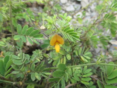 Aeschynomene brasiliana