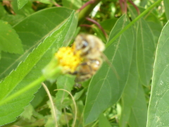 Apis mellifera