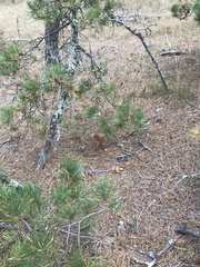 Aureoboletus projectellus