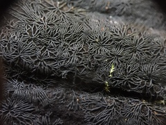 Glonium stellatum