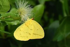 Phoebis agarithe