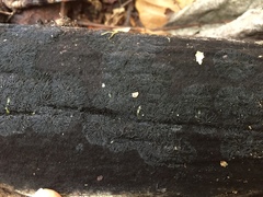 Glonium stellatum