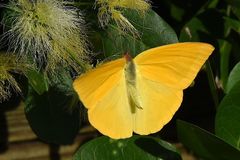 Phoebis agarithe