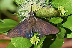 Phocides pigmalion