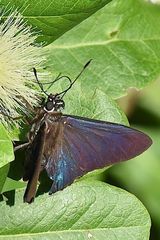 Phocides pigmalion