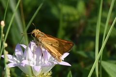 Hylephila phyleus