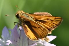 Hylephila phyleus