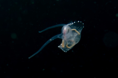 Phylliroe bucephala