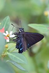Phocides pigmalion