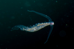Phylliroe bucephala