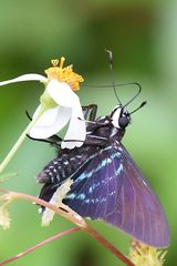 Phocides pigmalion