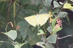 Aphrissa statira