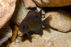 Parma alboscapularis