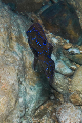 Parma alboscapularis