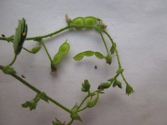 Aeschynomene brasiliana