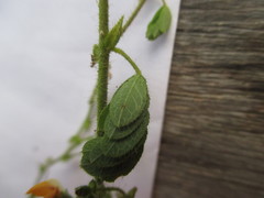 Aeschynomene brasiliana