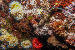 Bellapiscis lesleyae