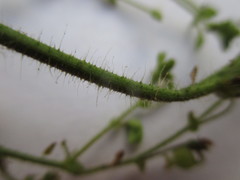 Aeschynomene brasiliana