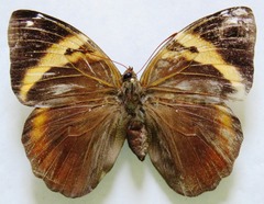 Opsiphanes cassina chiriquensis