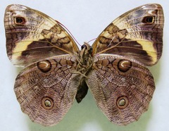 Opsiphanes cassina chiriquensis