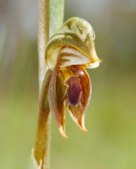 Pterostylis ferruginea