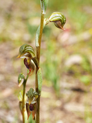 Pterostylis ferruginea