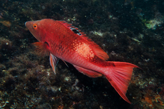 Bodianus unimaculatus