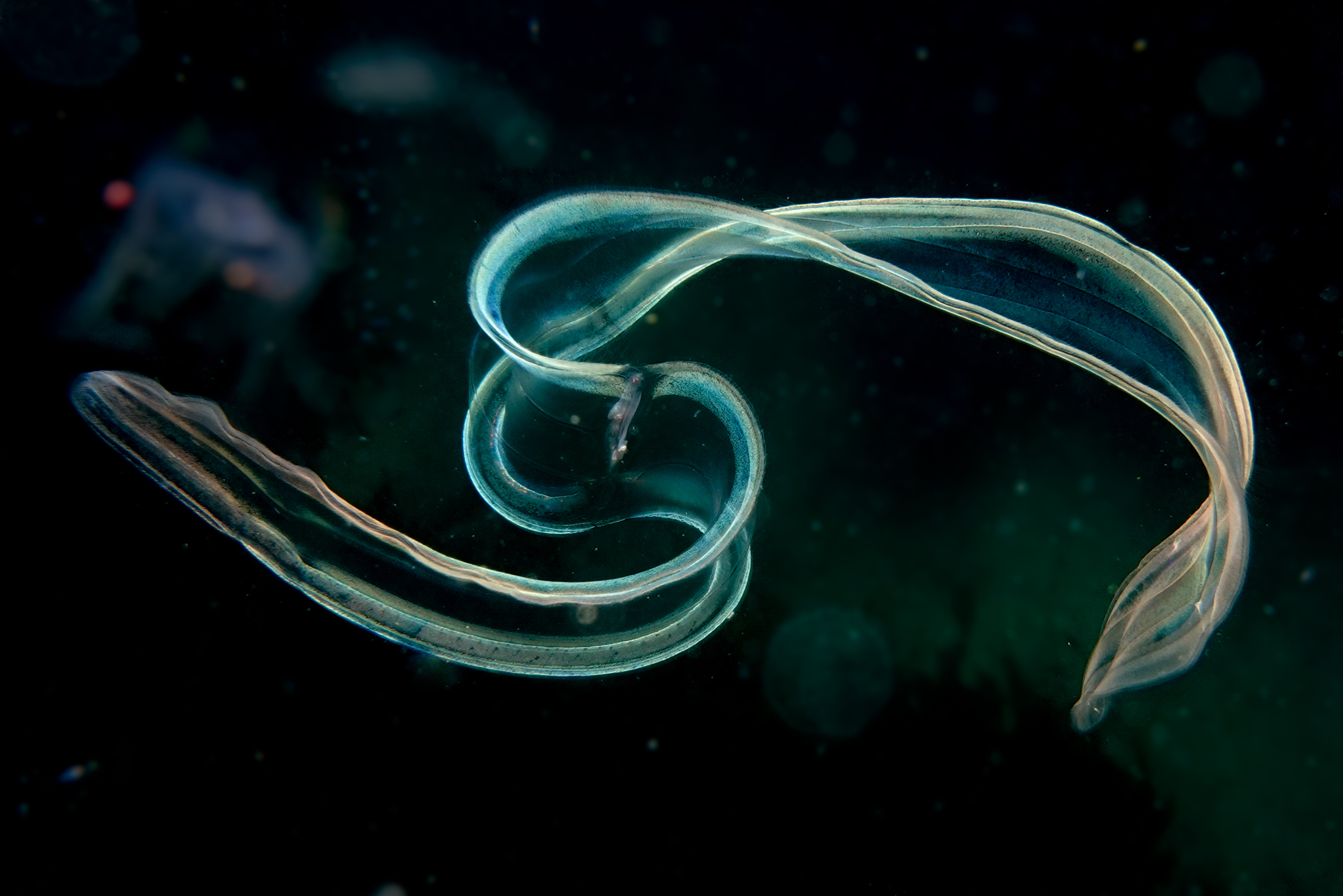 Phylum Ctenophora In Hindi