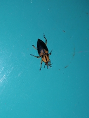 Metamasius sericeus