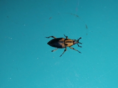 Metamasius sericeus
