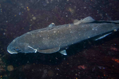 Latridopsis ciliaris