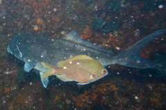 Latridopsis ciliaris