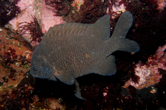 Parma alboscapularis