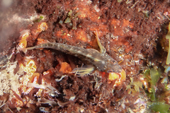 Notoclinops yaldwyni