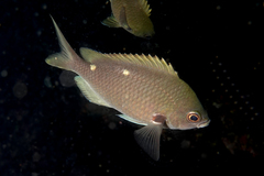 Chromis dispila