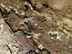 Antrodiaetus unicolor