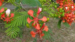 Delonix regia regia