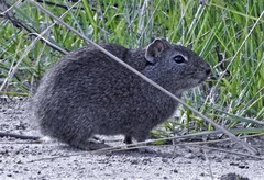 Galea musteloides