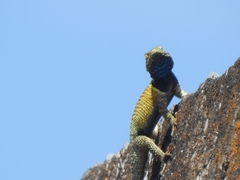 Sceloporus