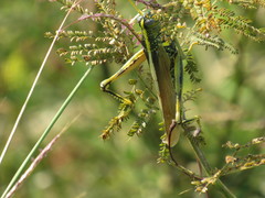 Schistocerca alutacea