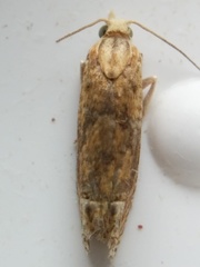 Eucosma ochrocephala