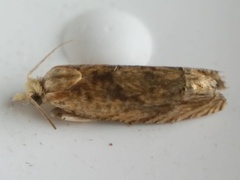 Eucosma ochrocephala