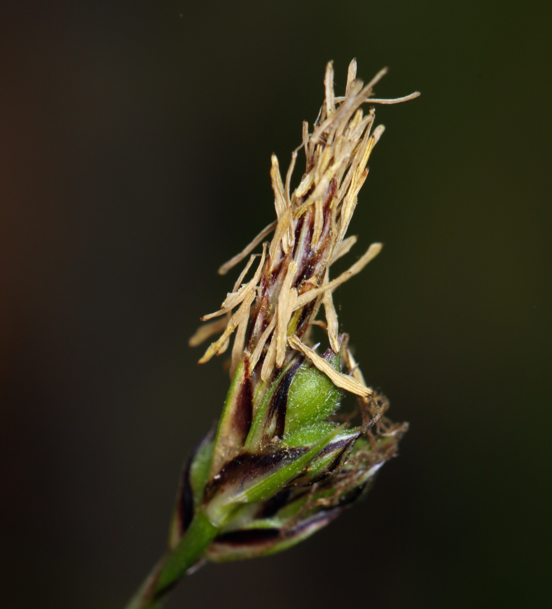 Carex globosa