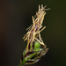Carex globosa - Photo 由 Steve Matson 所上傳的 (c) Steve Matson，保留部份權利CC BY