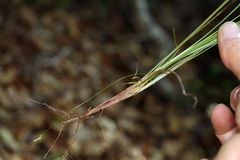 Carex globosa