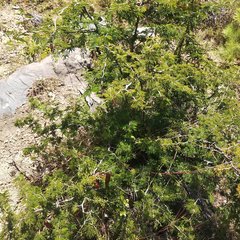 Painteria leptophylla