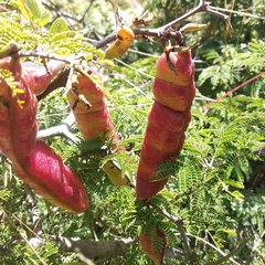 Painteria leptophylla