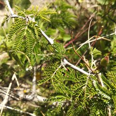 Painteria leptophylla